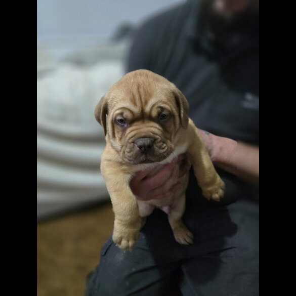 Dogue De Bordeaux - Dogs