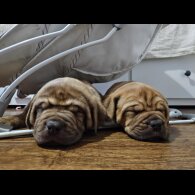 Dogue De Bordeaux - Dogs