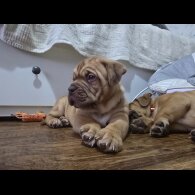 Dogue De Bordeaux - Dogs