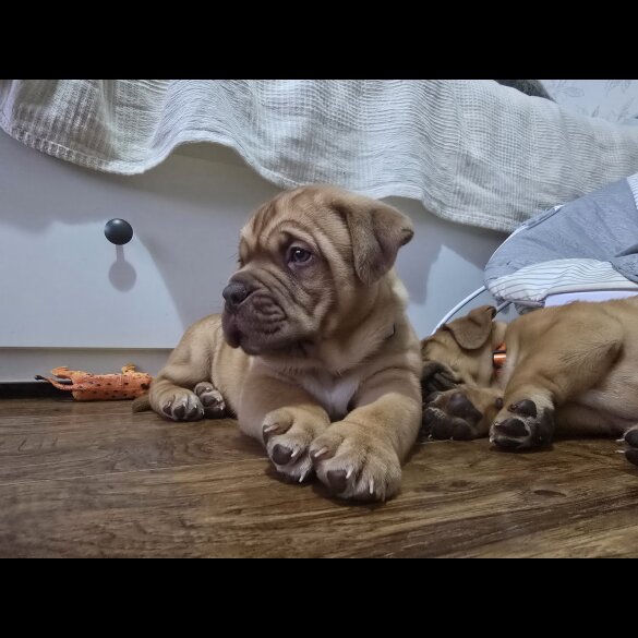 Dogue De Bordeaux - Dogs