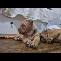 Dogue De Bordeaux - Dogs