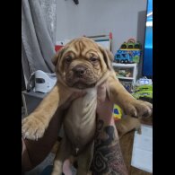 Dogue De Bordeaux - Dogs