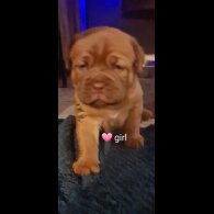 Dogue De Bordeaux - Both