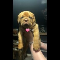 Dogue De Bordeaux - Both