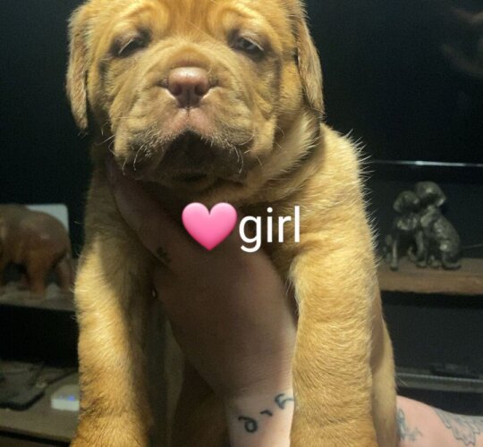 Dogue De Bordeaux