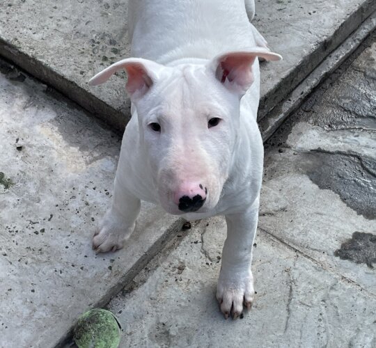 Bull Terrier