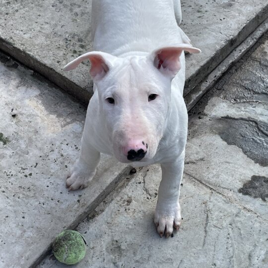 Bull Terrier - Bitches