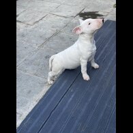 Bull Terrier - Bitches