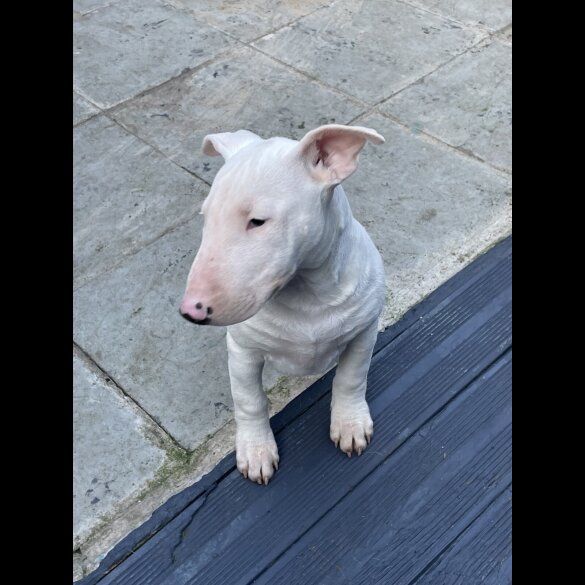 Bull Terrier - Bitches