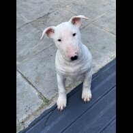 Bull Terrier - Bitches