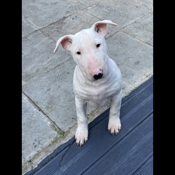 Bull Terrier - Bitches