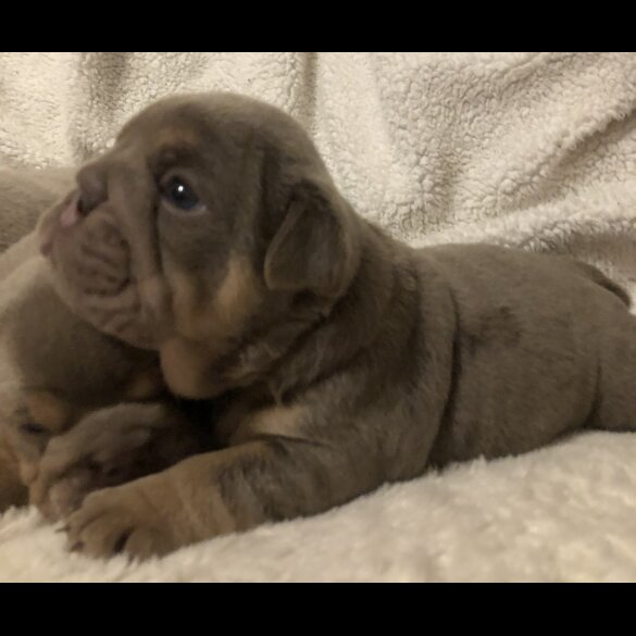 English Bulldog - Both