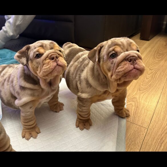 English Bulldog - Both