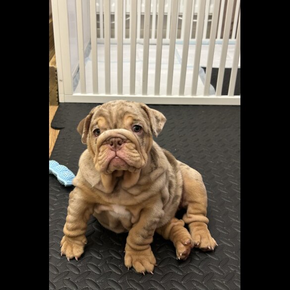 English Bulldog - Both