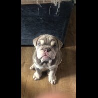 English Bulldog - Bitches