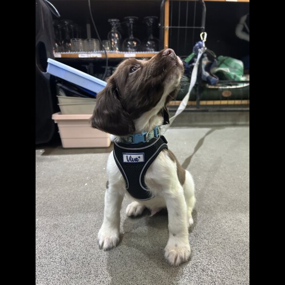 English Springer Spaniel - Dogs