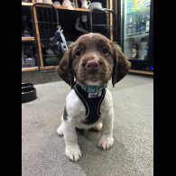 English Springer Spaniel - Dogs