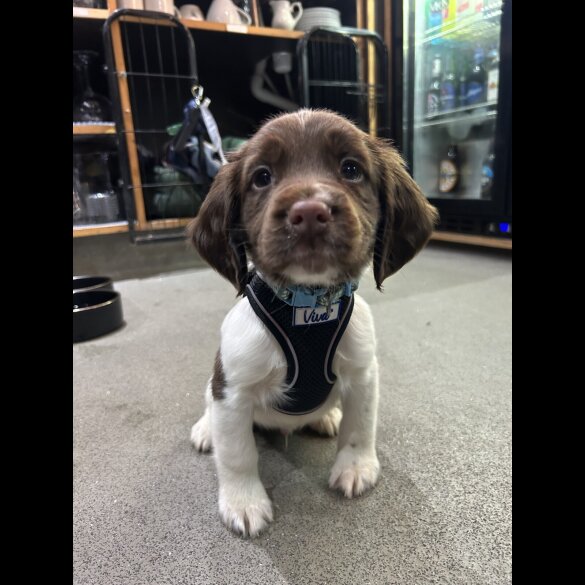 English Springer Spaniel - Dogs