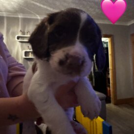 English Springer Spaniel - Both