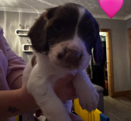 English Springer Spaniel