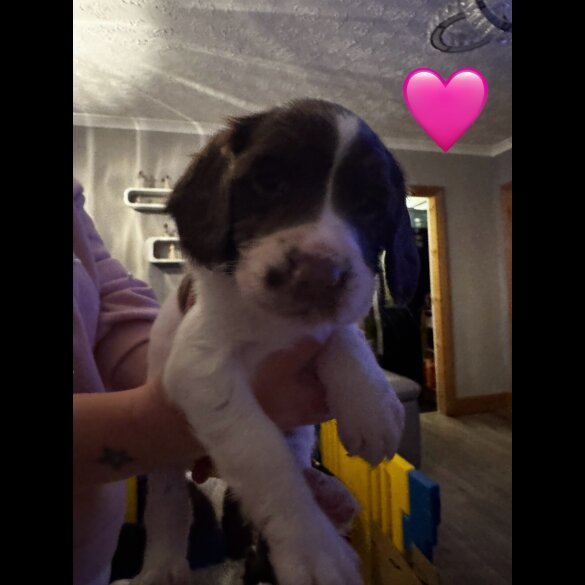 English Springer Spaniel - Both