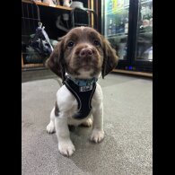 English Springer Spaniel - Dogs