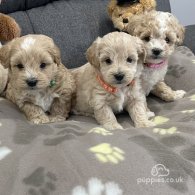 Maltipoo - Both