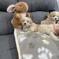 Maltipoo - Both