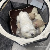 Maltipoo - Both