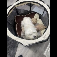 Maltipoo - Both