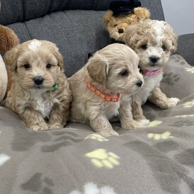 Maltipoo - Both