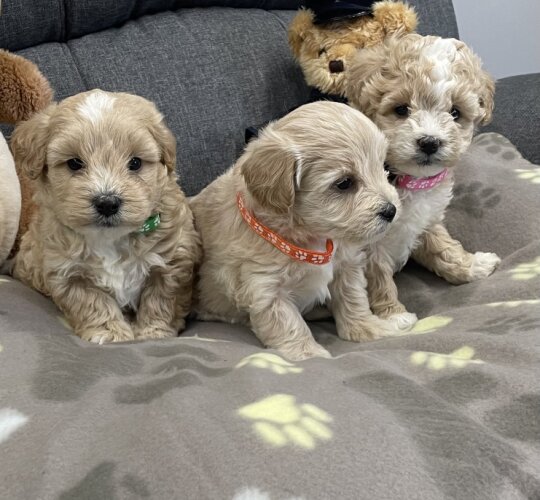 Maltipoo