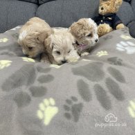 Maltipoo - Both