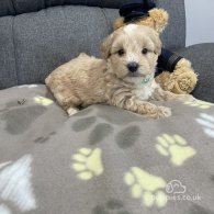 Maltipoo - Both