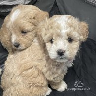 Maltipoo - Both