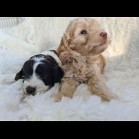 Cockapoo - Both