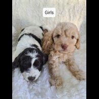 Cockapoo - Both