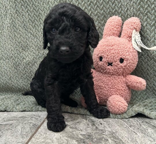 Labradoodle