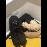 Labradoodle - Both