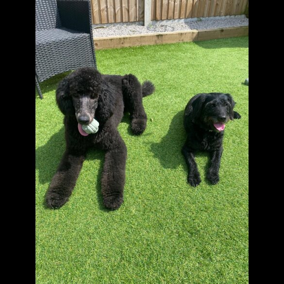 Labradoodle - Both