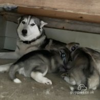 Siberian Husky - Both