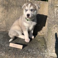 Siberian Husky - Both