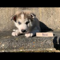 Siberian Husky - Both