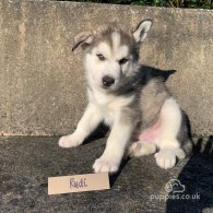 Siberian Husky - Both