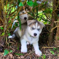 Siberian Husky - Both