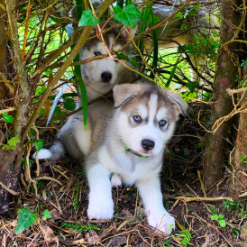 Siberian Husky - Both