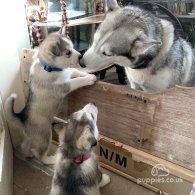 Siberian Husky - Both