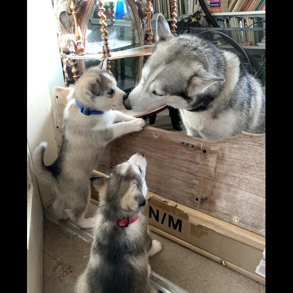 Siberian Husky - Both