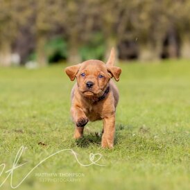 Labrador Retriever - Both