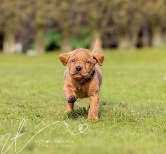 Labrador Retriever